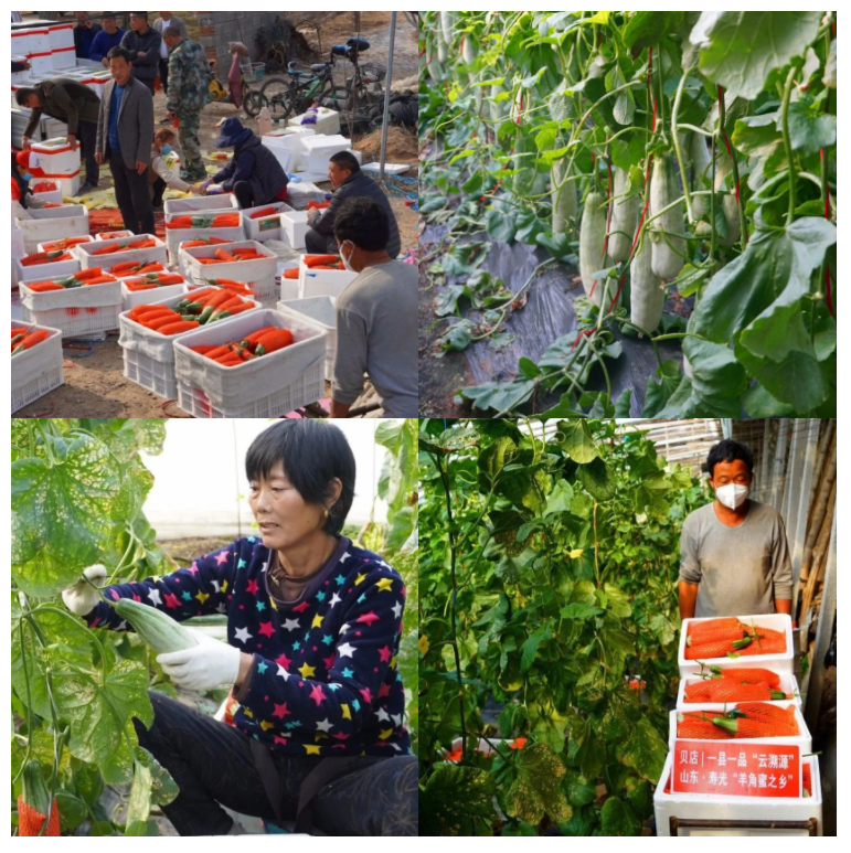 干部变网红寿光领导贝店直播带货热销羊角蜜25吨