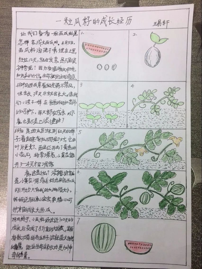 自然笔记|全国青少年自然笔记大赛优秀作品欣赏(第九期)