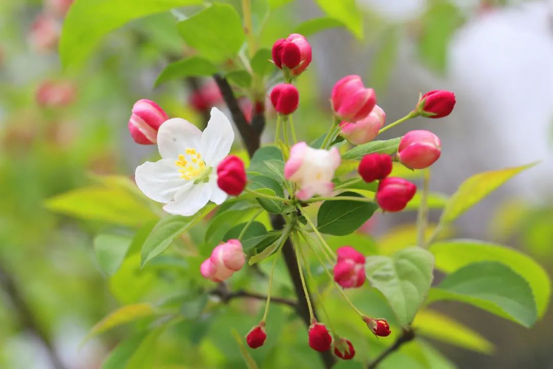 花色,株型丰富多彩,相比中国的西府海棠和垂丝海棠,它们大多果实非常