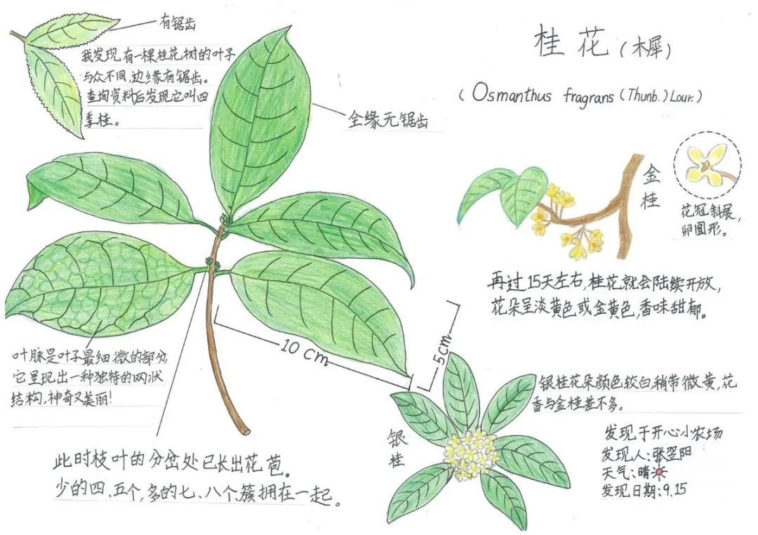 自然笔记|全国青少年自然笔记大赛优秀作品欣赏(第十二期)