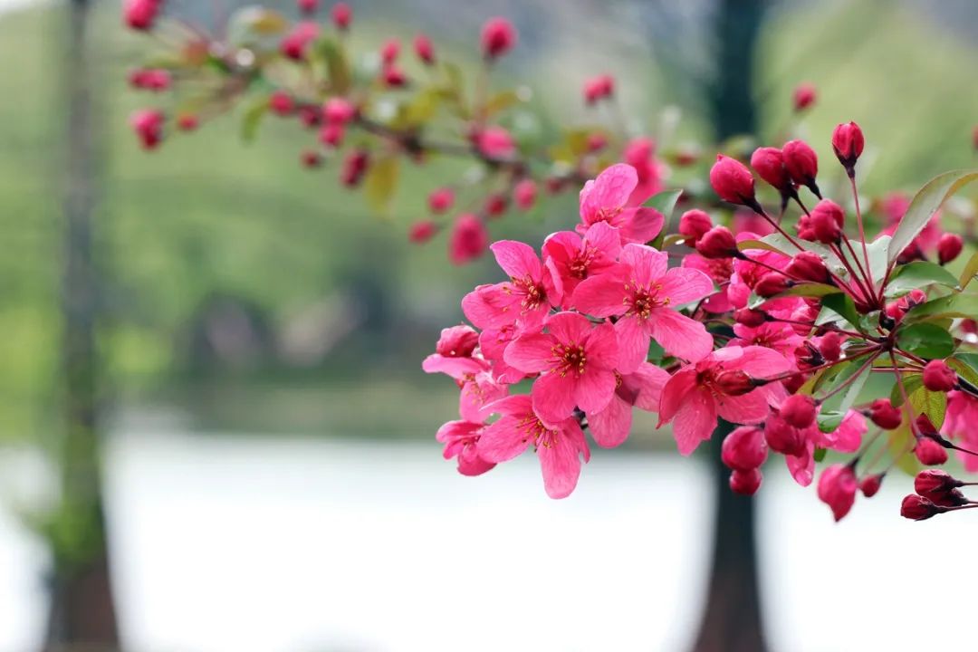 春花最美是海棠