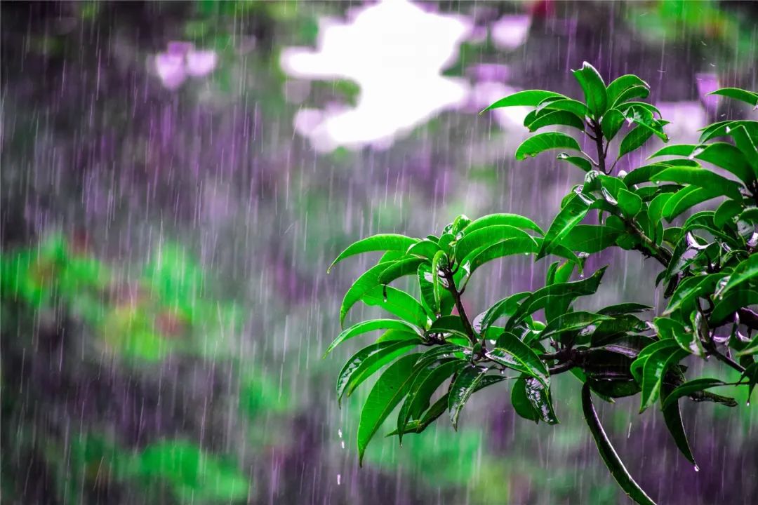 总让人想起杜牧的诗 "清明时节雨纷纷,路上行人欲断魂."