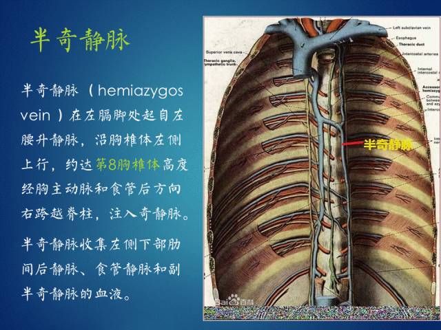 奇静脉半奇静脉副半奇静脉奇裂奇叶都是啥