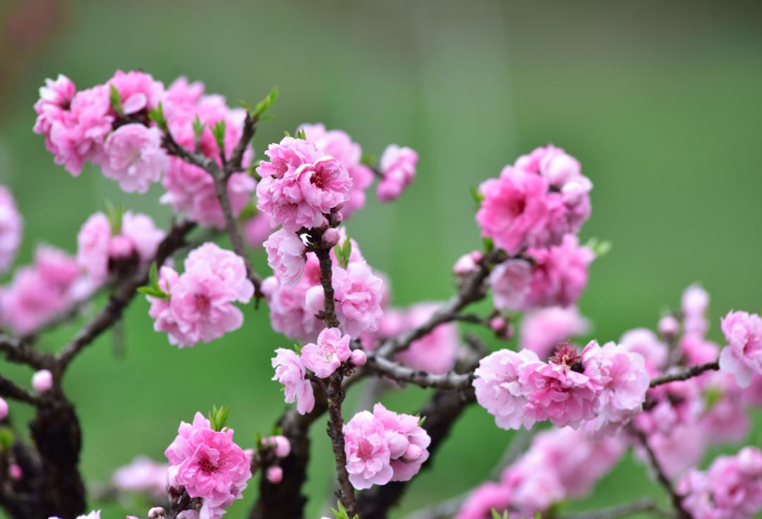 在线"云赏花"更好哦↓正是桃红柳绿的时节,沪上公园里各个品种的桃花