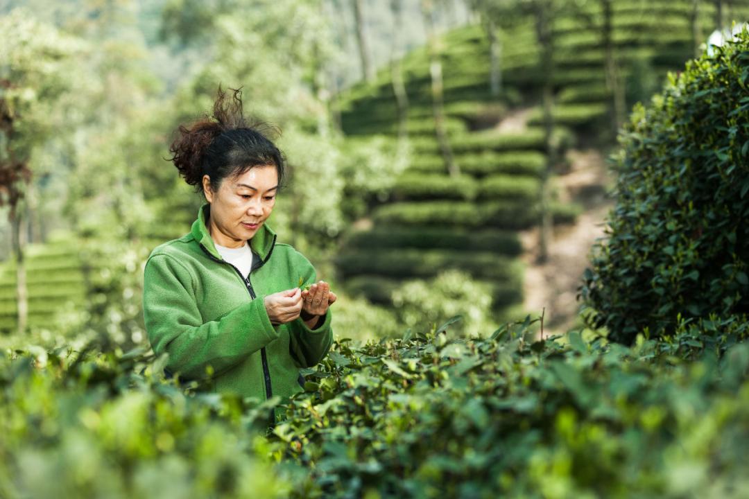 在原料标准方面,卢江梅和小罐茶团队要共同提出采摘