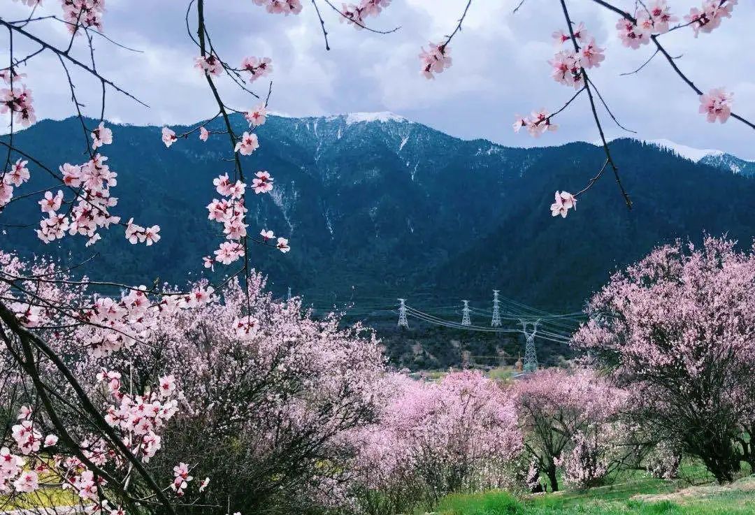 灼灼桃夭,千里芳华 漫山遍野的桃花仙境 空中俯瞰千里桃花 一览尽收