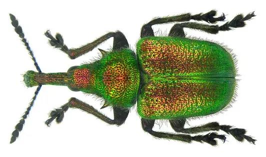 sme科技故事 象鼻虫(rhynchites auratus)在16世纪使法国的圣朱利安镇