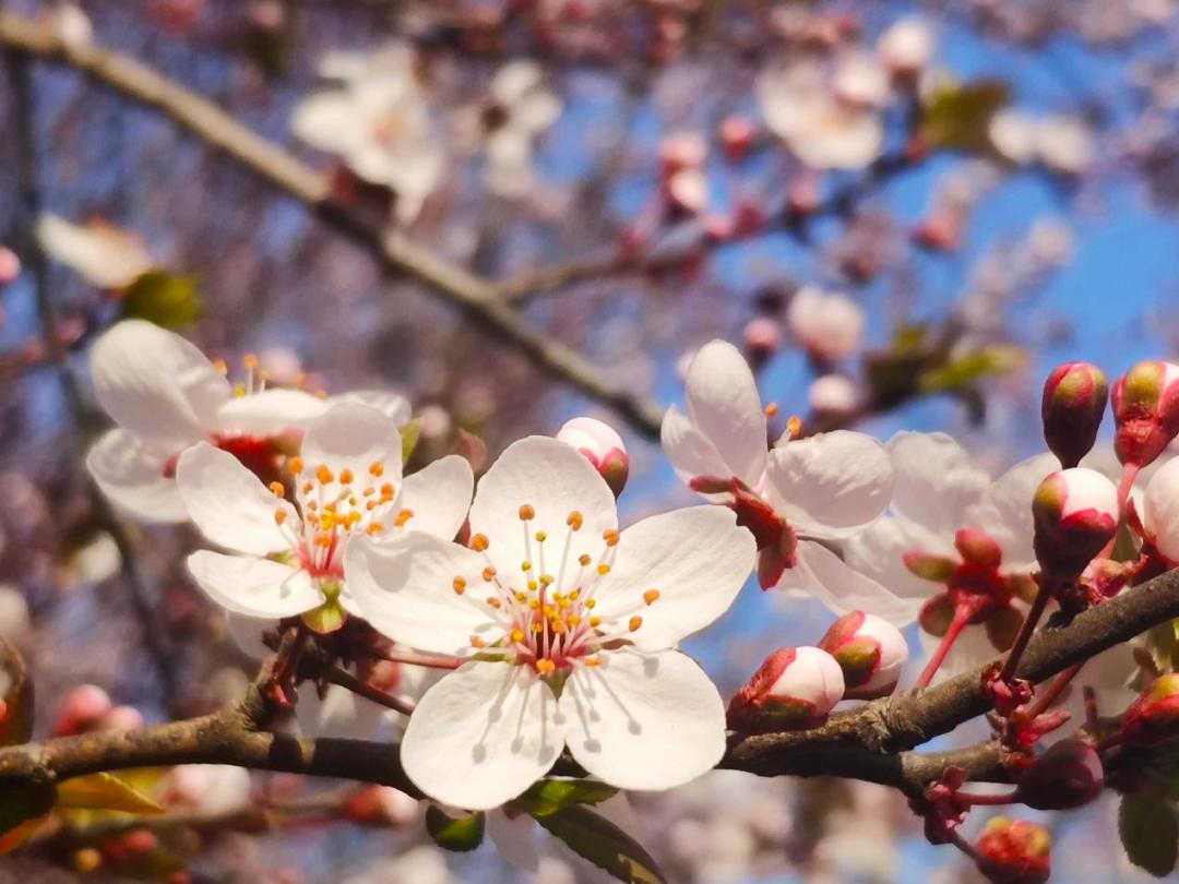 寻找最美春天|春花烂漫正当时,芬芳日照绽新颜!