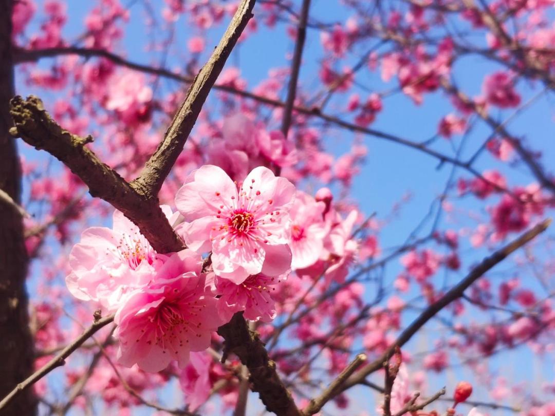 寻找最美春天|春花烂漫正当时,芬芳日照绽新颜!