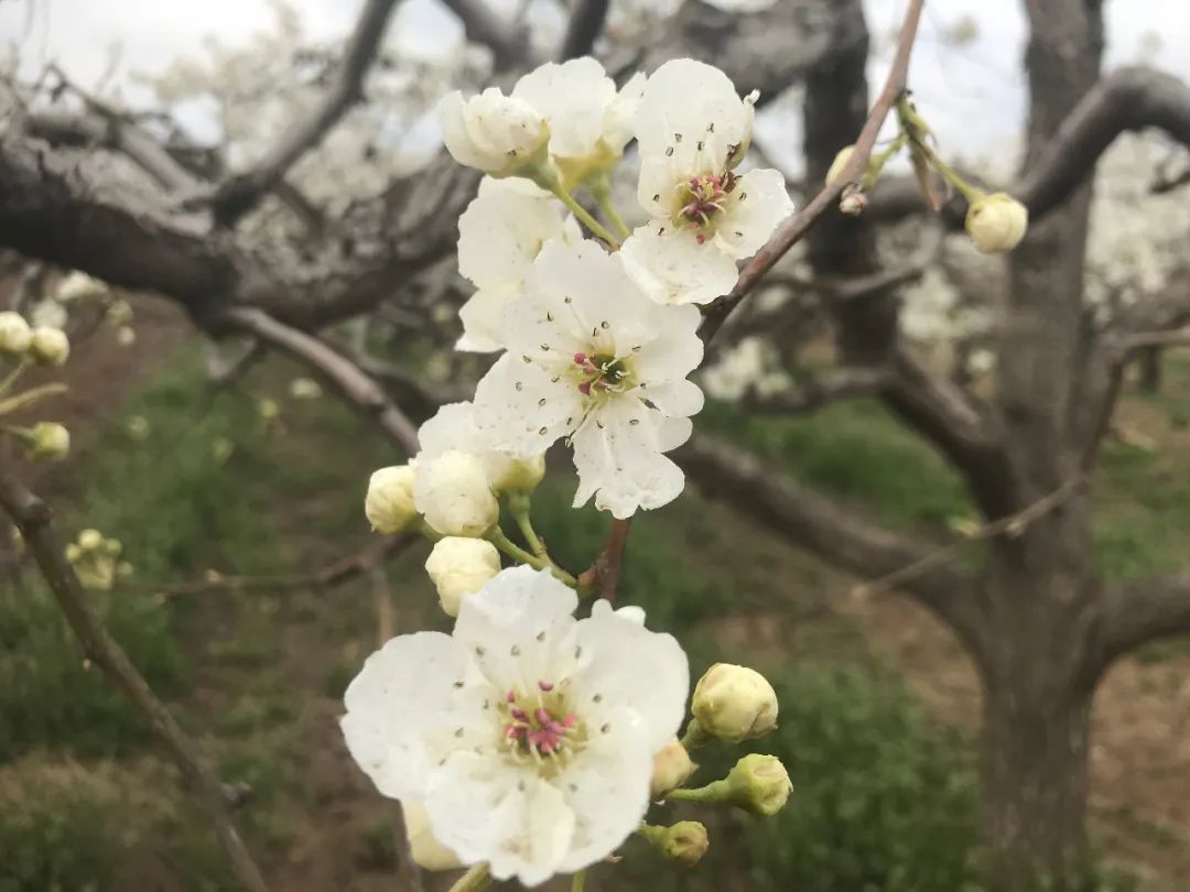 走进四月梨花湾