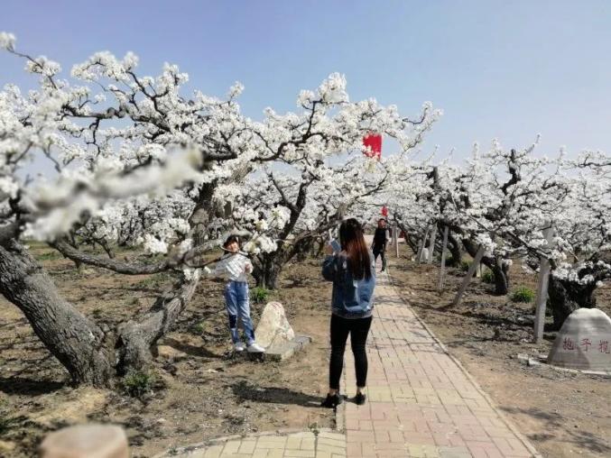 【万亩梨花韵 千年运河情】阜城第三届梨花节开幕