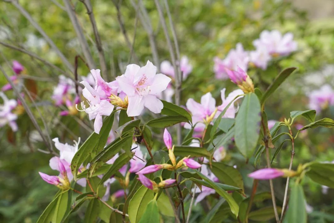 鹿角杜鹃花开,最爱那一抹紫