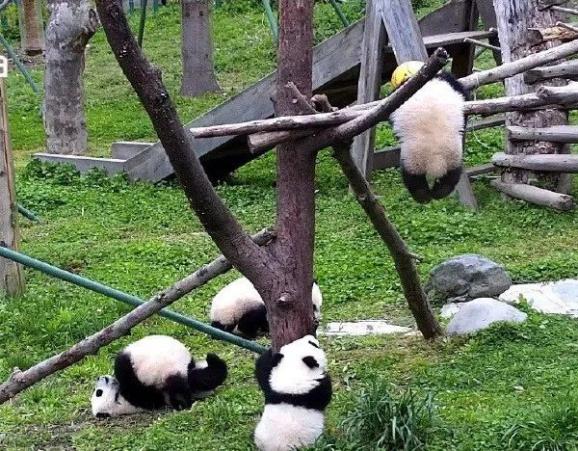 四川一大熊猫凌晨独自玩耍,被吊球绳绕颈窒息死亡!它才半岁