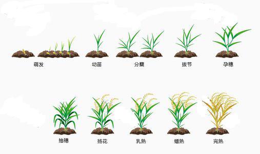 水稻的生长分为:幼苗期,分蘖期,抽穗期,结实期.