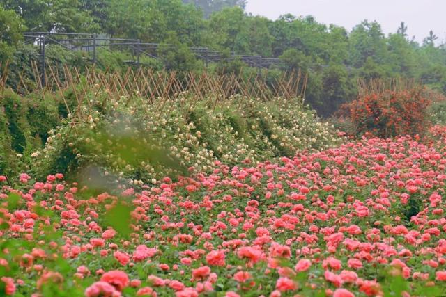 崇州这片月季花海