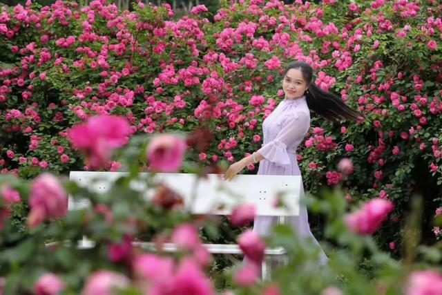 崇州这片月季花海