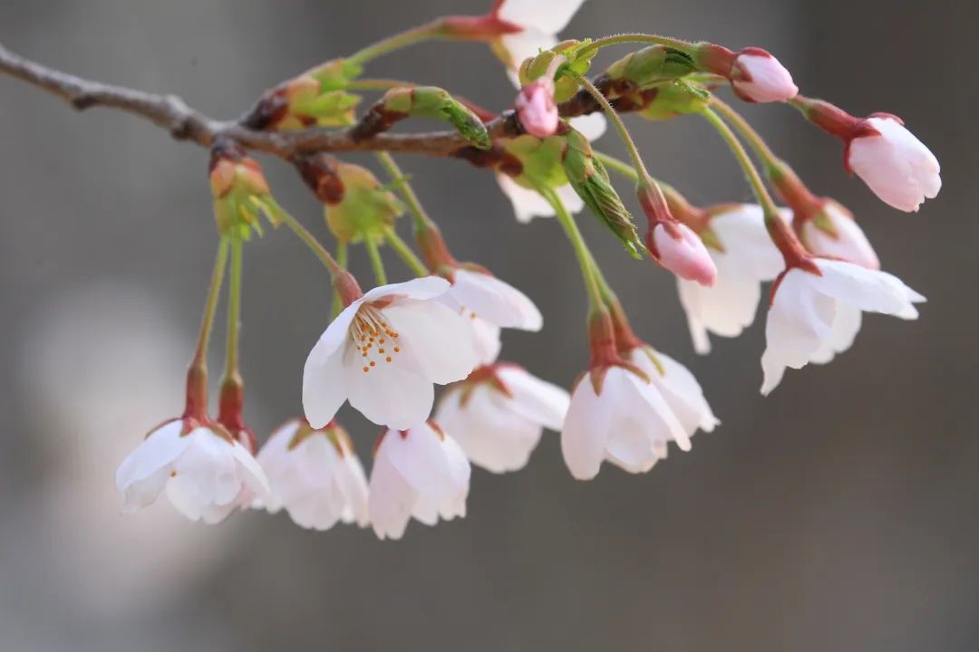 这一刻,樱花怒放!
