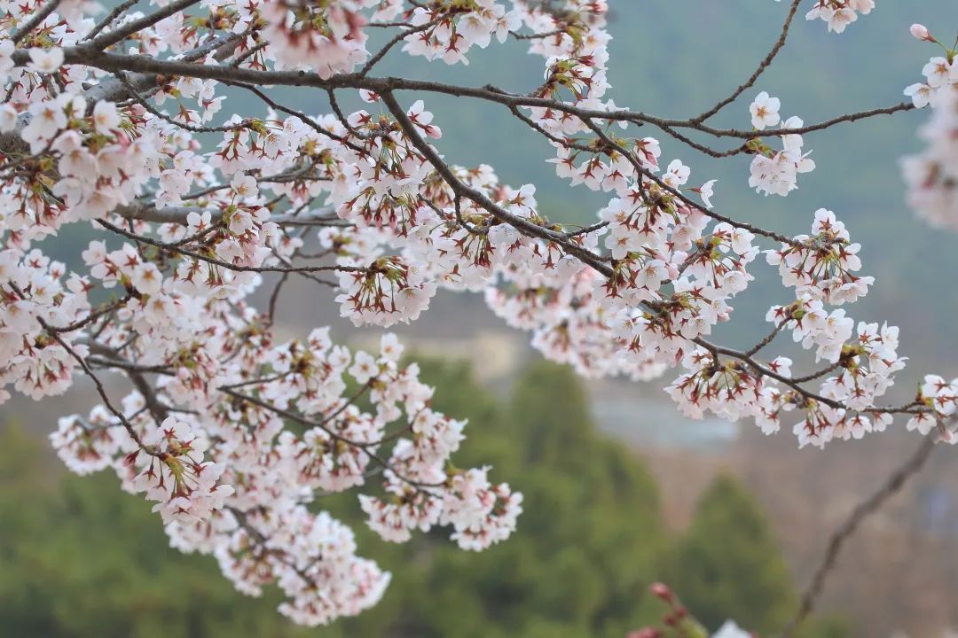 走进龙王塘樱花园 樱花盛开正当时