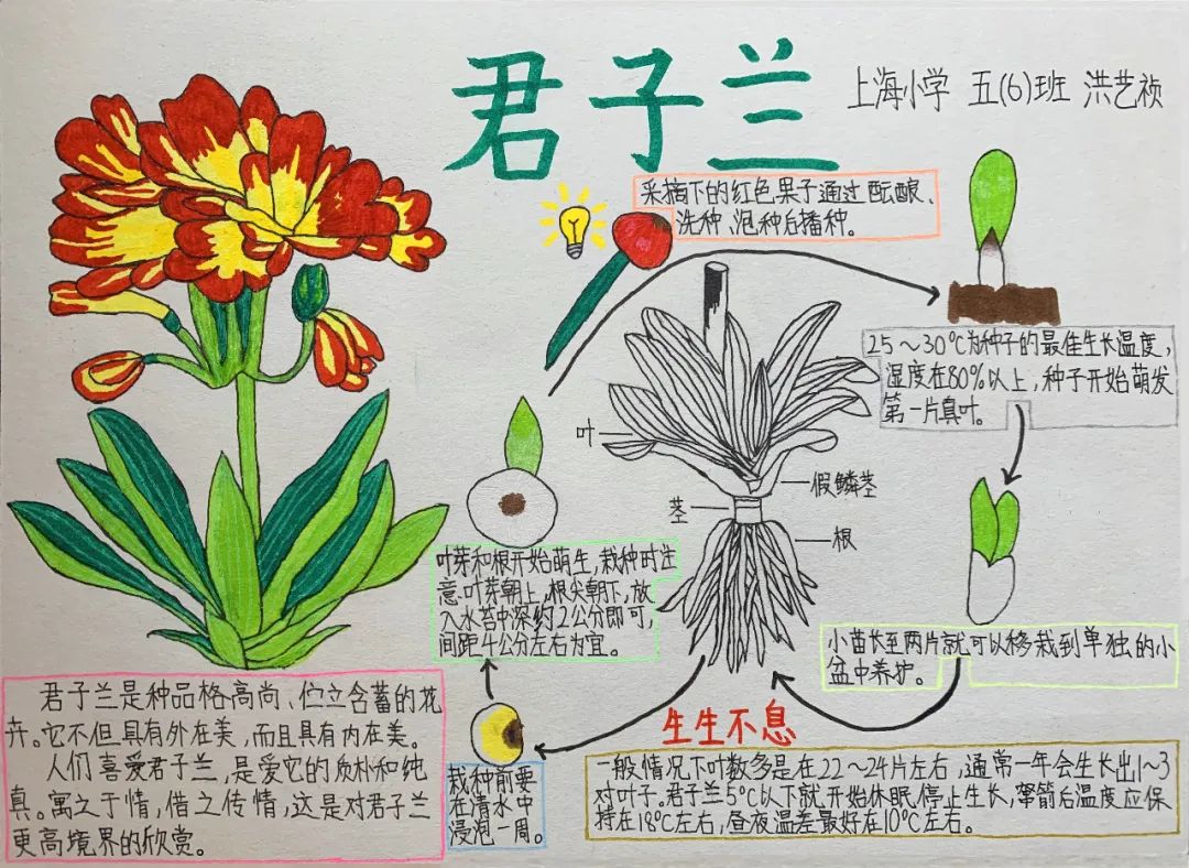上海植物园                      近期,上海植物园 "精灵之约 笔记