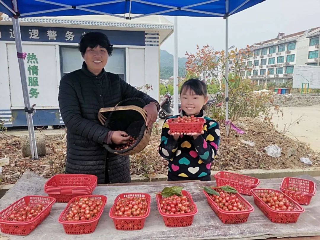 同山姑娘李益佳,是三新村孔卜湾的樱桃种植户.