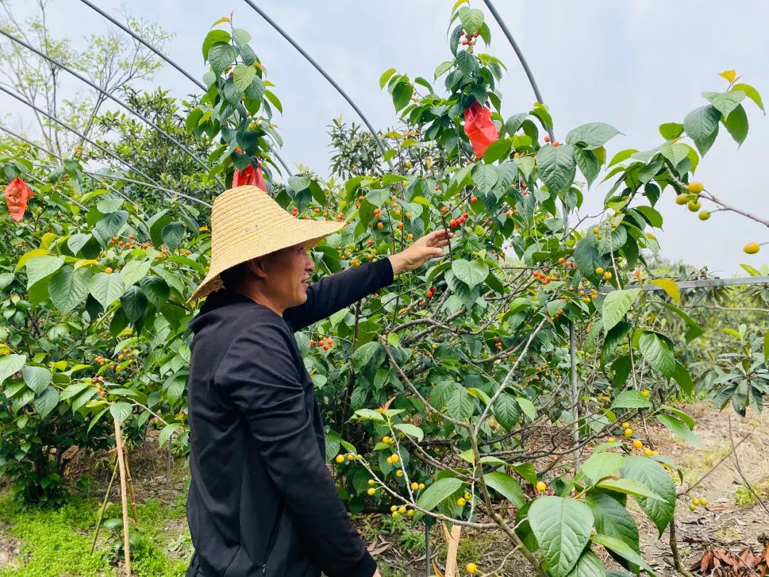 高城头村村民许伟,也是樱桃种植基地的农户,他家的樱桃在10号左右