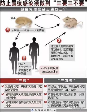 鼠疫防控小知识