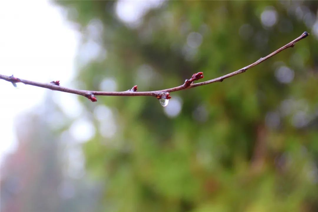 原创视频春雨落一场盛大的相逢