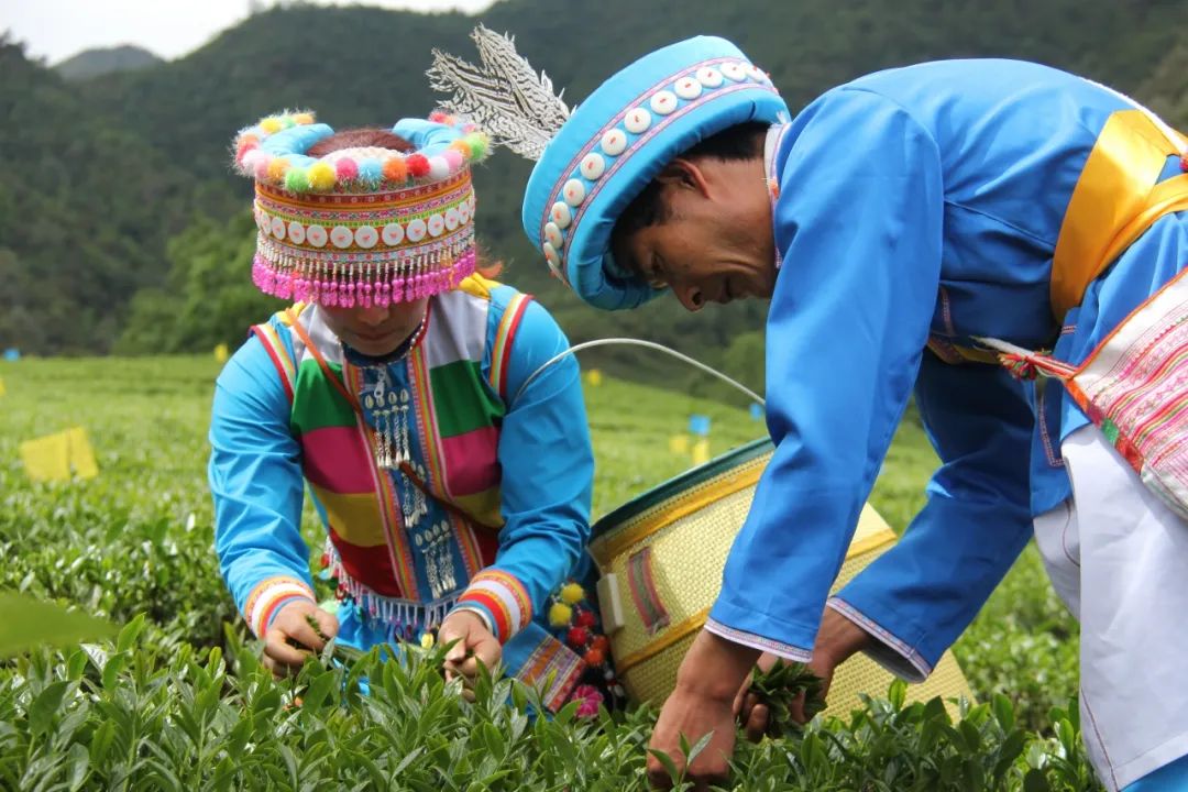 提高少数民族地区造血功能加大产业培植腾冲市在少数民族脱贫攻坚工作