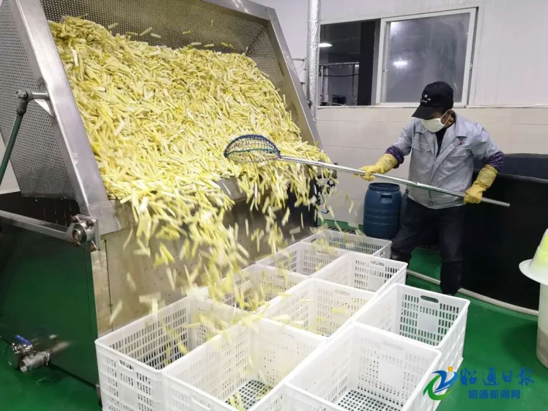 昭通大关木杆镇筇竹笋深加工项目显成效