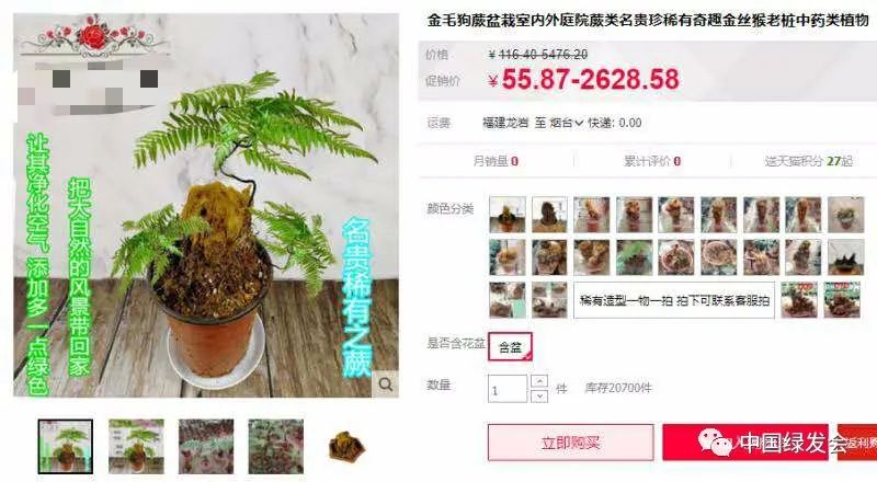 公开售卖国家二级保护植物金毛狗蕨|电商环境工委呼吁