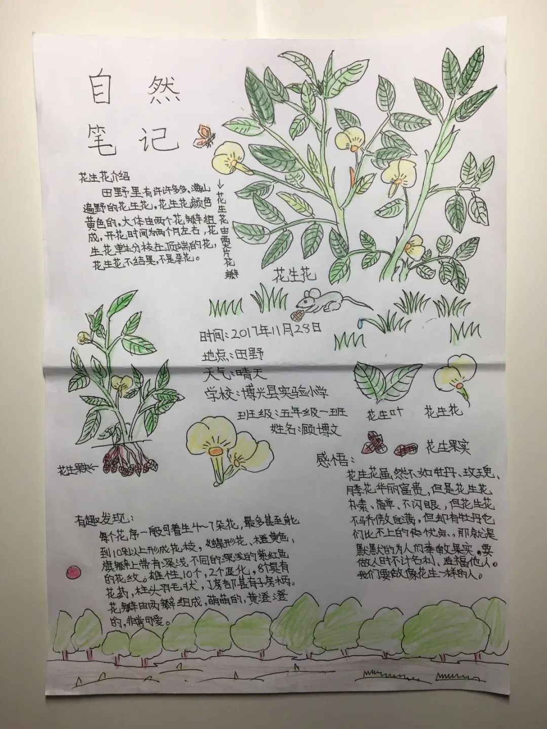 自然笔记全国青少年自然笔记大赛优秀作品欣赏第十八期