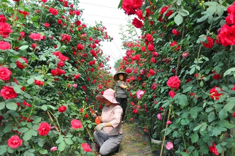 4月18日和19日"烟花四月蔷薇开 才子佳人弄花来"万春镇红旗村第二届