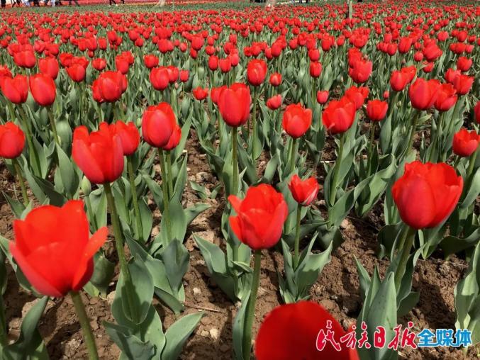 永靖县:郁金香花开迎客来