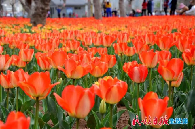 永靖县:郁金香花开迎客来