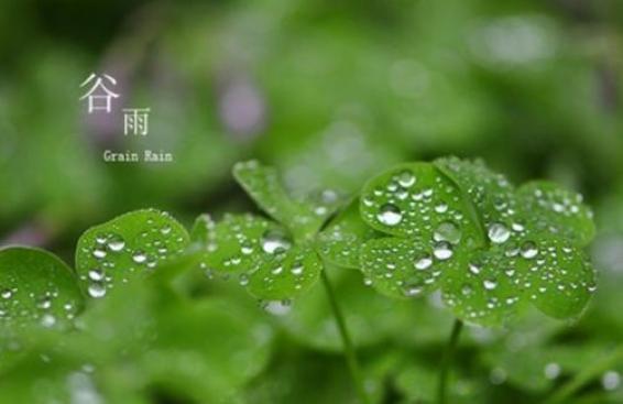 谷雨时节"诗写梅蓊月,茶煎谷雨春"