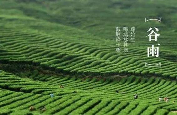 谷雨时节 | "诗写梅蓊月,茶煎谷雨春"