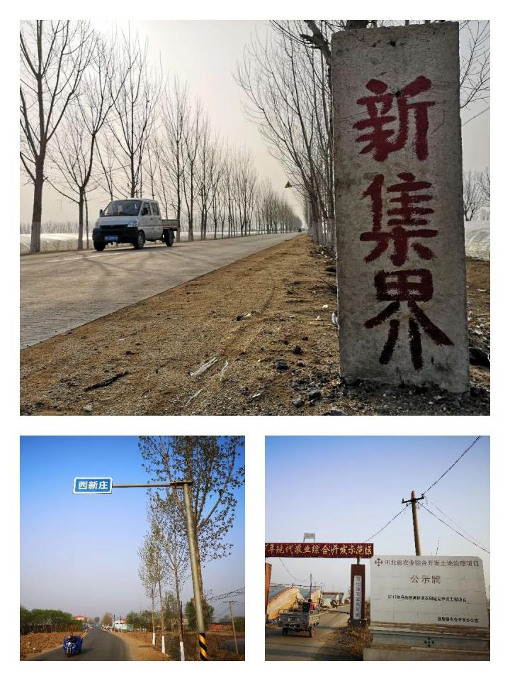 农村人居环境整治昌黎县新集镇西新庄村合1500双手拧出一个绿意盎然的
