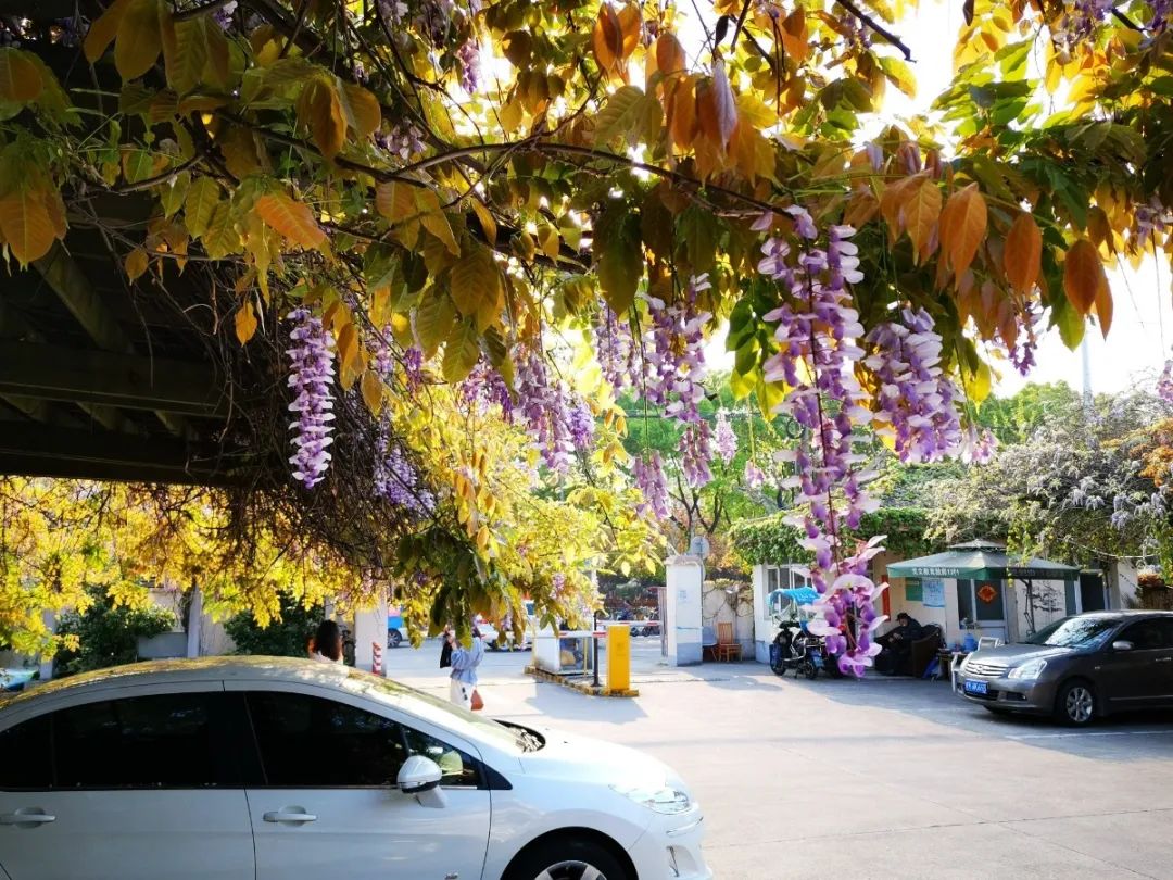 紫藤挂云木,花蔓宜阳春 这处停车场位于闵行平阳路龙茗路,一到季节