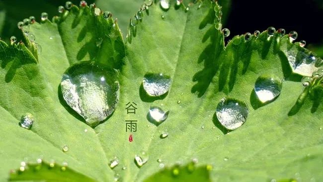 今日谷雨春将尽夏初生