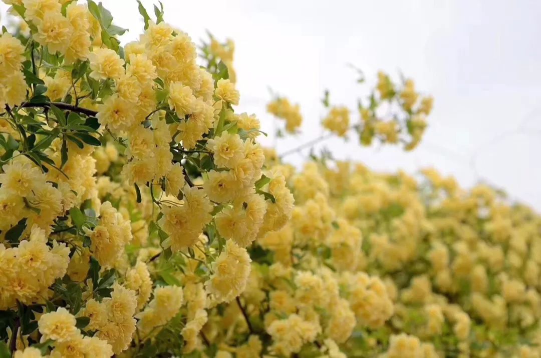 "虹越"小讲堂 | 花期长花量巨大的黄木香,这样养"铺天盖地"爬满你的