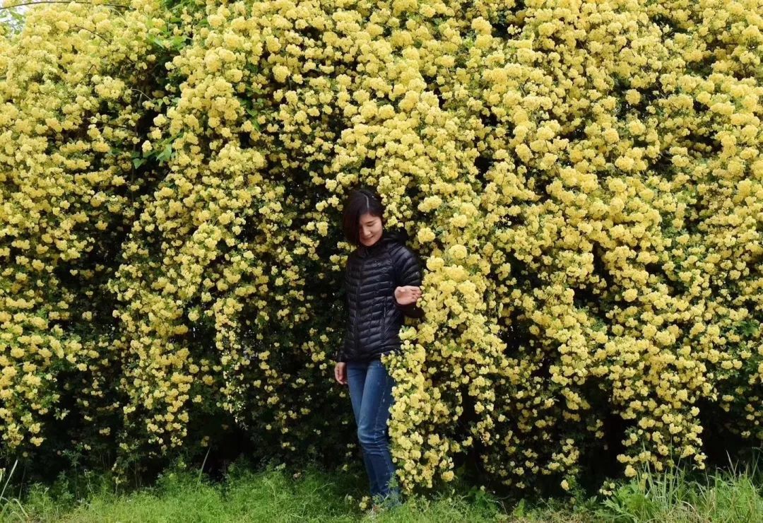 "虹越"小讲堂 | 花期长花量巨大的黄木香,这样养"铺天