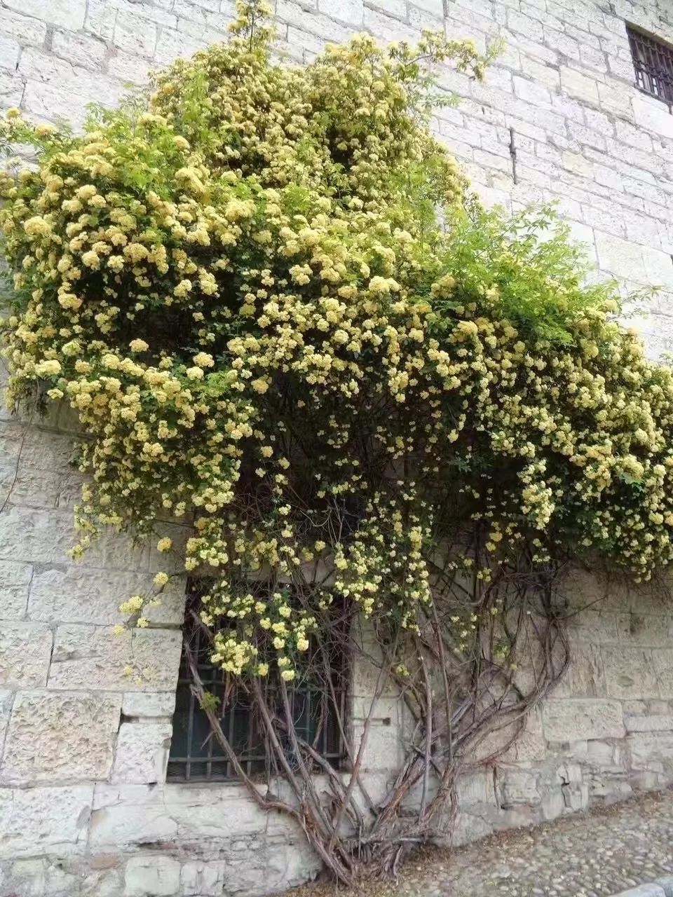 "虹越"小讲堂 | 花期长花量巨大的黄木香,这样养"铺天