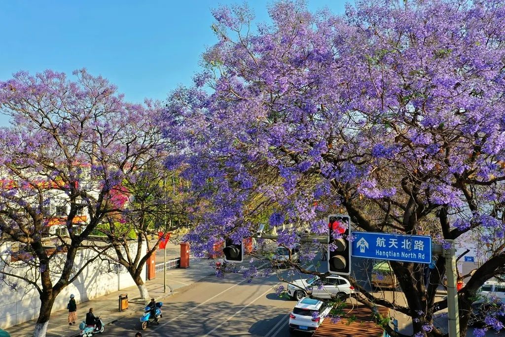 盛放的蓝花楹总能成为西昌一景,吸引众多游客的目光,航天北路也因此