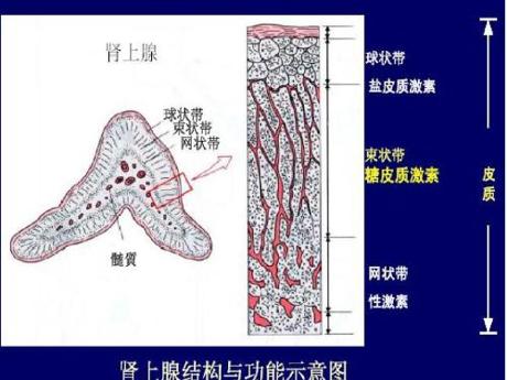 因此又称为肾上腺皮质激素,主要是在人体内肾上腺皮质所分泌,糖皮质