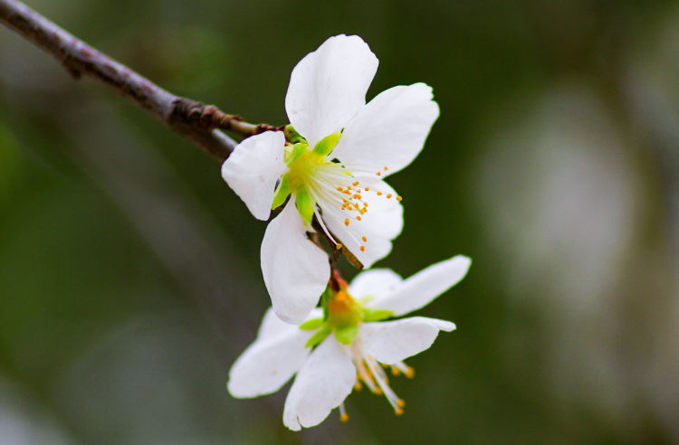 仲春四月春暖花开