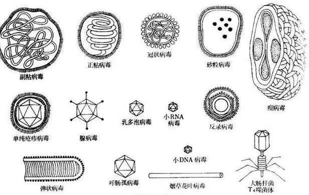 书中还枚举了若干我们熟悉或不熟悉的病毒,它们中的绝大多数,和细胞