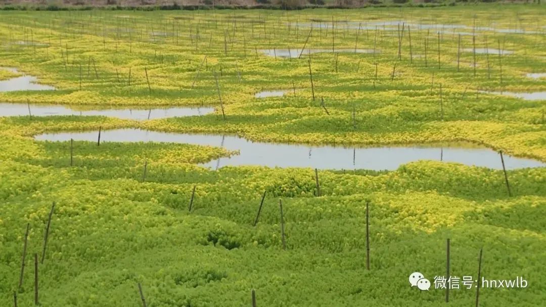 守护一江碧水 推动绿色发展 益阳大通湖区"水下荒漠"变"水下森林"