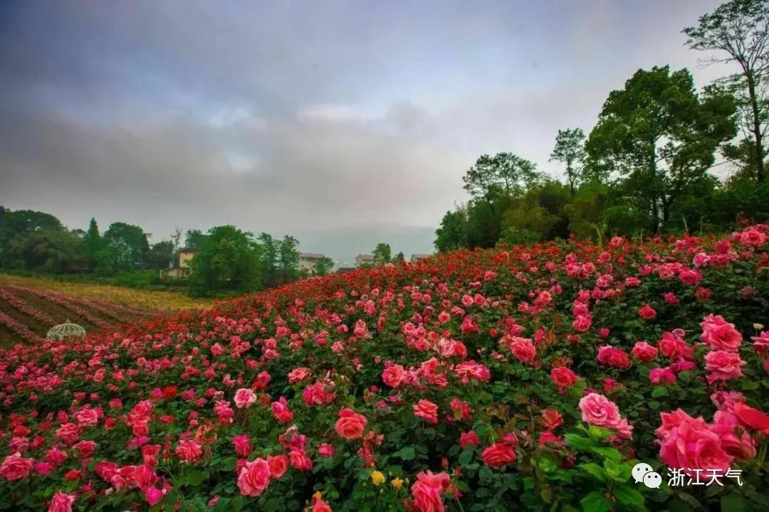 月季园,芳香园(林下花卉,日本杜鹃花谷,日本紫藤园,五感园,九曲花街