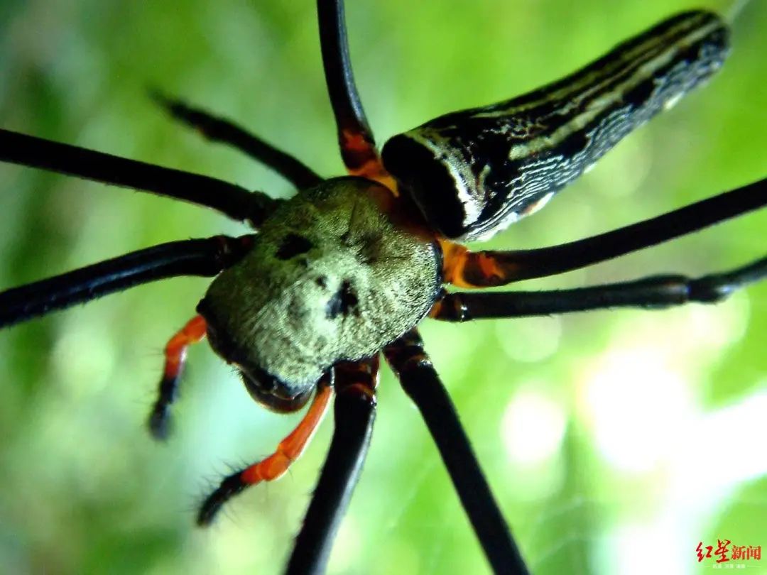 《鬼吹灯》中的人面蜘蛛成都也发现了:有毒但太小咬不透皮肤