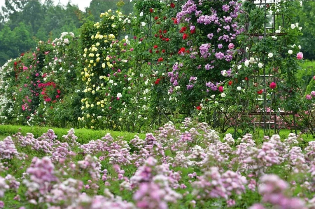 这座玫瑰风情观光小镇 复制了法国巴黎拉伊莱罗斯玫瑰园 的设计风格